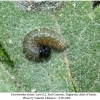 carcharodus alceae larva l2 1